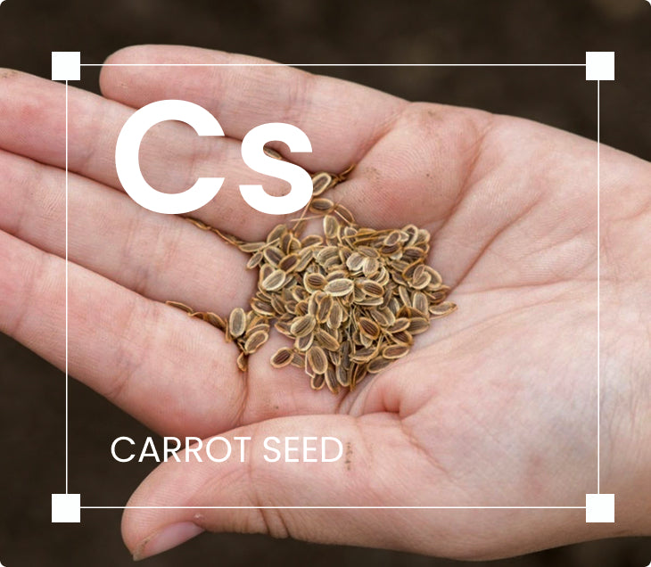 Carrot Seed Essential Oil